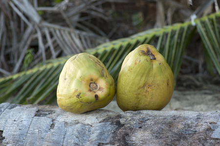 Two fresh whole green coconuts sitting on fallen coconut palm tree in natural environmentの写真素材