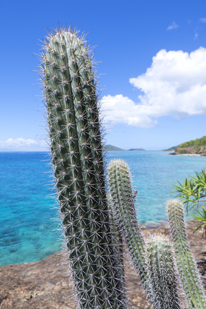 Beautiful thorny green branch of tall erect cactus on rocky shore of Caribbean Sea on Isla Culebra in Puerto Ricoの写真素材