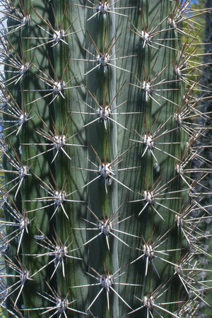 Closeup detail of spines and ribes of Caribbean cactus on Isla Culebra in Puerto Ricoの写真素材
