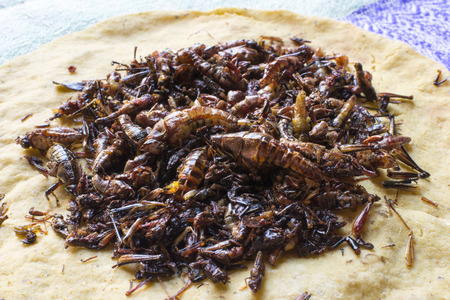 Closeup traditional Oaxacan roasted grasshoppers on yellow corn tortillaの写真素材
