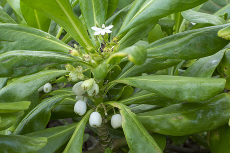 Closeup branch, green leaves, flowers and white fruits of Scaevola taccada beach cabbageの写真素材