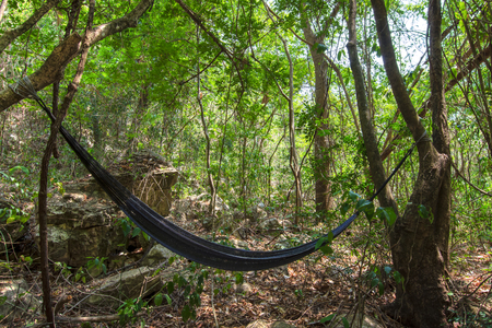 Black Mexican hammock hangs between two trees in jungle of Chiapas, Mexico as sunlight filters through treesの写真素材