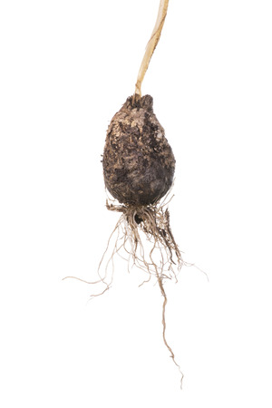 Closeup dirty unpeeled Allium praecox wild onion bulb with stem and live roots attached isolated on white backgroundの写真素材
