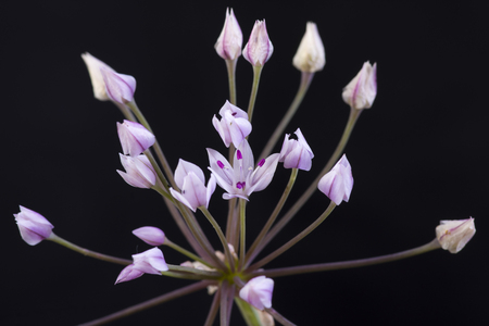 Closeup detail of Allium praecox wild onion flower cluster on black backgroundの写真素材