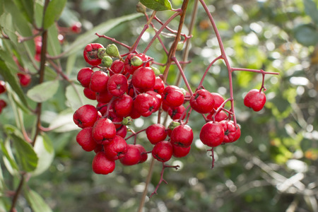 Closeup ripe red Heteromeles arbutifolia Toyon fruits on branch in natural environmentの写真素材