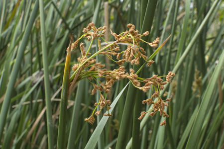 Closeup flowering spike of Typha bulrush cattail plant in natural environmentの写真素材