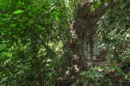 Sunlight filters through dense jungle canopy over rocky cliff in tropical rainforest in Chiapas, Mexicoの写真素材