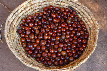 Closeup rustic basket full of shiny red Xylococcus bicolor manzanita berriesの写真素材