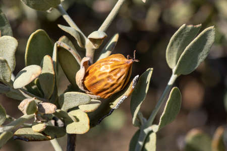 Macro closeup ripe Simmondisa chinensis jojoba seed on stem in natural environmentの写真素材