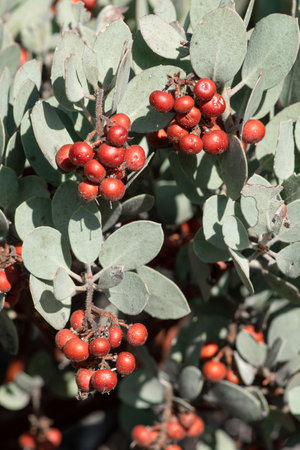 Red clusters of Arctostaphylos manzanita berries on wild bushの写真素材