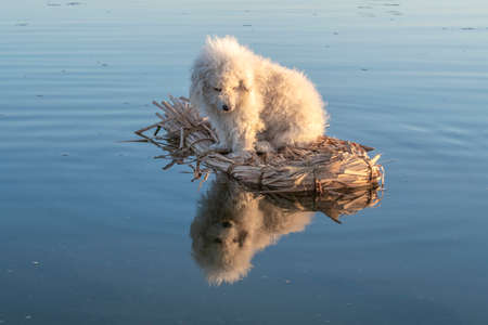 Fluffy white dog on primitive raft looks down at his reflection on surface of waterの写真素材