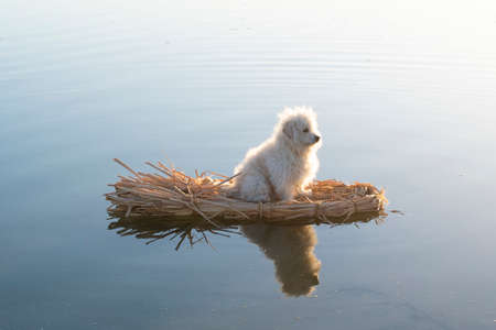 Scruffy white poodle mix dog floating alone on primitive raft in calm waterの写真素材