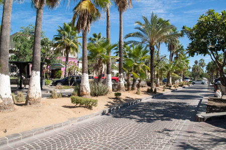 SAN JOSE DEL CABO, MEXICO - OCTOBER 7, 2022: Date palms and Mexican fan palms line all sides of Antonio Mijares Boulevard in the popular tourist area of San Jose del Cabo, Mexicoのeditorial素材