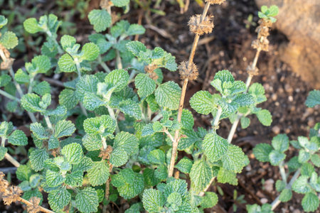 Marrubium vulgare horehound herb growing wild in natural landscapeの写真素材