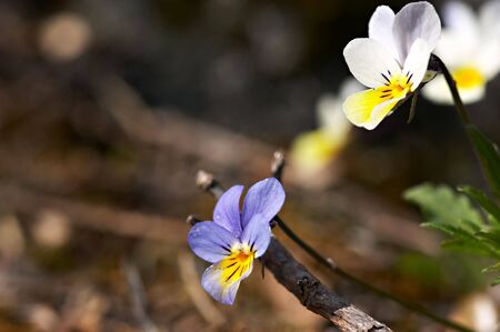 Two beautiful white and purple viola flowersの写真素材