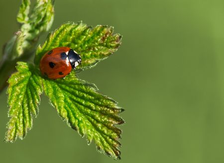 Macro shot of ladybug on green leaf