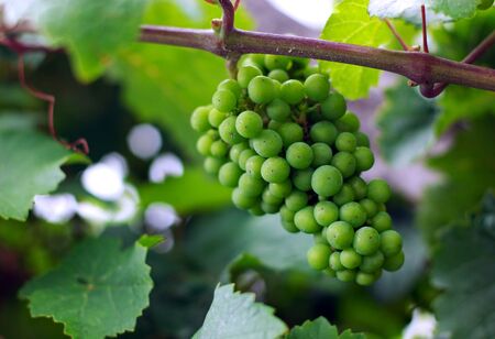Bunch of wine grapes in vineyard
