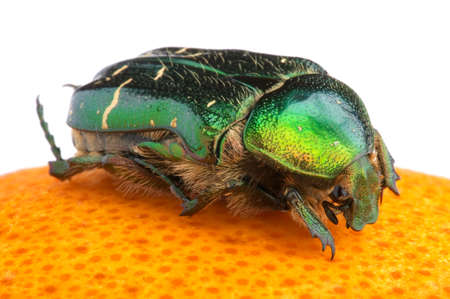 Cetonia aurata, known as rose chafer, sitting on top of orange isolated on white background