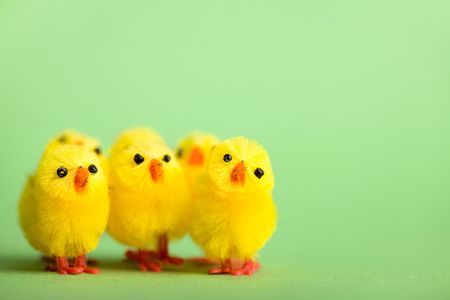 Happy Easter. Group of funny cute yellow chickens over fresh green backgroundの写真素材