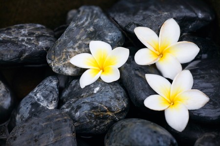 Frangipani flowers and spa stonesの写真素材
