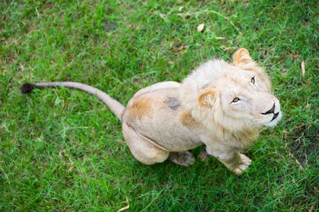 Wild lion sitting on green grass looking to cameraの写真素材