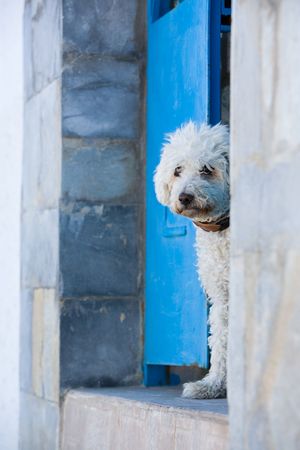 Small cute white dog sitting by blue gateの写真素材