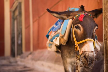 Traditional tourist attraction. Donkey of Santorini waiting for workの写真素材
