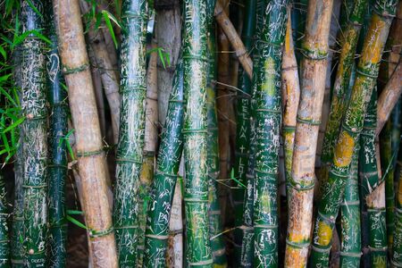 Bamboo Graffiti. Closeup of bamboo with writings on itの写真素材