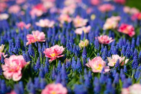 Beautiful blue and pink flowers fieldの写真素材