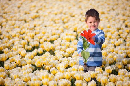 Boy with red tulip in white tulips fieldの写真素材