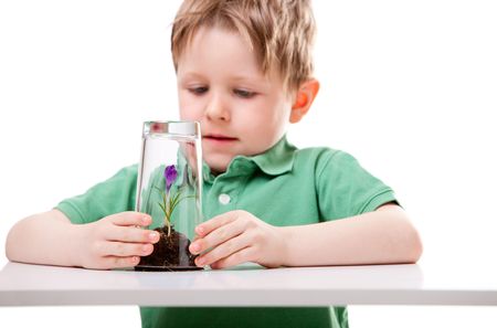 Little boy protecting young growing flower. Isolated on white.の写真素材