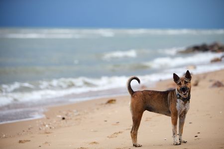 Cute friendly dog at the beach at rainy dayの写真素材