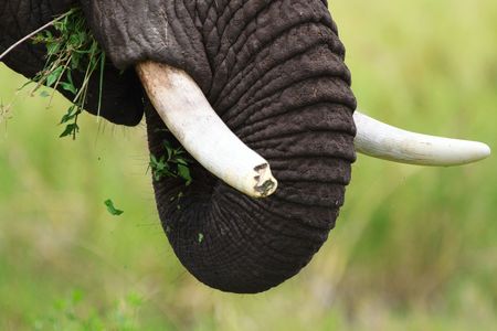 Closeup of male elephant with broken tusk. Serengeti national park, Tanzaniaの写真素材