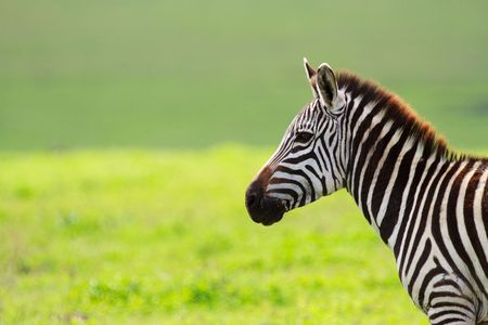 Zebra in Ngorongoro conservation area, Tanzaniaの写真素材