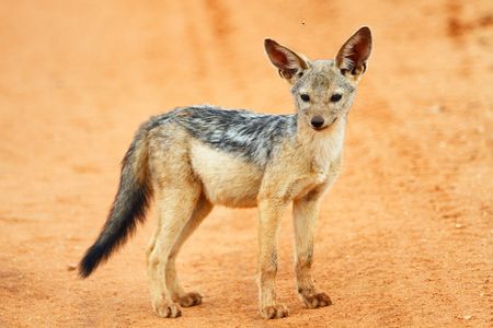 Cute jackal puppy in Tarangire national park, Tanzania