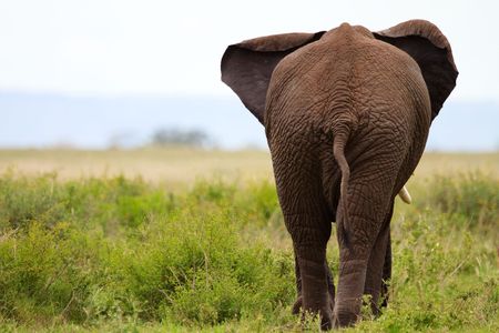 Elephant in Tarangire national park, Tanzaniaの写真素材