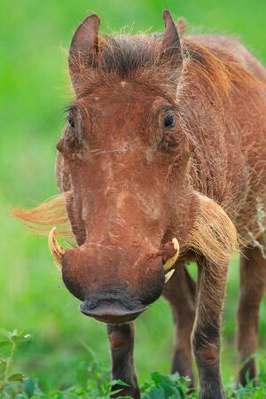Warthog in Tarangire national park in Tanzaniaの写真素材