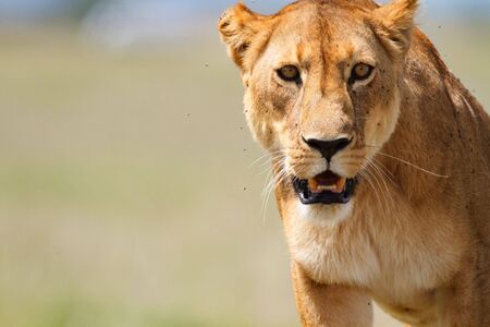 Portrait of lioness in central Serengeti national park, Tanzaniaの写真素材