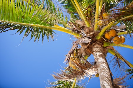 Closeup of palm tree and coconuts over blue sky background
