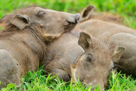 Three baby warthogs sleeping in grassの写真素材