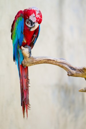 Closeup of a beautiful colorful macaw parrotの写真素材