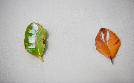 Yellow and green leaves on white sand tropical beach