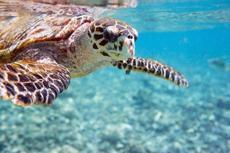 Close up of Hawksbill sea turtle swimming in Indian ocean in Seychellesの写真素材