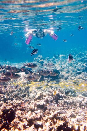 Woman snorkeling and making photos of underwater life, focus on fishes