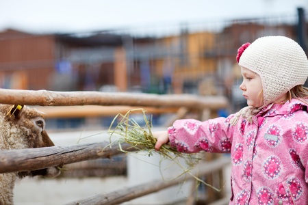 Little girl at farm feeding sheep outdoors on spring dayの写真素材