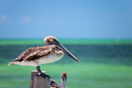 Close up of brown pelican sitting by the sea at Mexican Holbox islandの写真素材