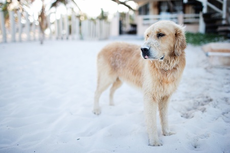 Portrait of golden retriever dog outdoors at beachの写真素材