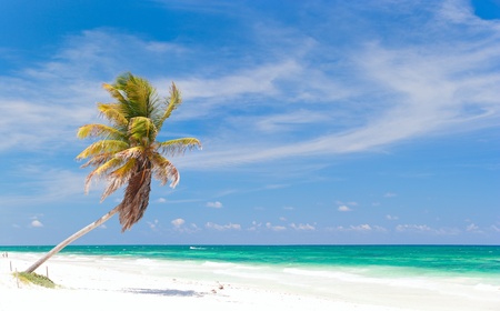Coconut palm at perfect Caribbean beach in Tulum Mexicoの写真素材