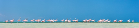 Pink flamingos in water near Holbox island in Mexicoの写真素材