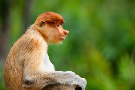 Young male proboscis monkey in a wild on Borneo island in Malaysia